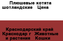 Плюшевые котята шотландские › Цена ­ 3 000 - Краснодарский край, Краснодар г. Животные и растения » Кошки   